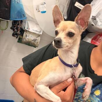 Chihuahua Dogs Available for Adoption in Alameda, California - PHOEBE | PetCurious