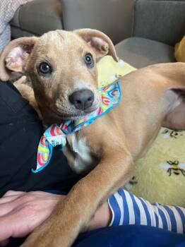Terrier and Australian Shepherd Dogs Available for Adoption in Muskego, Wisconsin - Marley The Stunning Puppy! | PetCurious