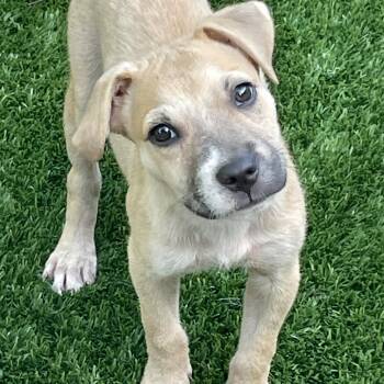 Rescue American Staffordshire Terrier Dogs for Adoption in Sarasota, Florida - Colt | PetCurious