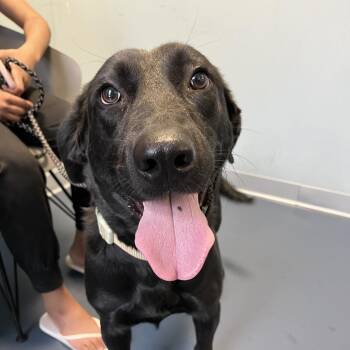 Patrick -  Black Labrador Retriever Dog for Adoption in Greensboro, North Carolina - Patrick | PetCurious