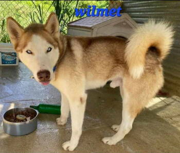 Rescue Husky and Terrier Dogs for Adoption in Virginia Beach, Virginia - Wilmer | PetCurious