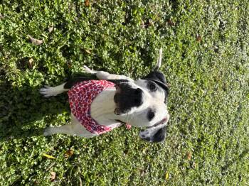 Rescue Boxer Dogs for Adoption in Circleville, Ohio - Greta | PetCurious