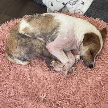 Mixed Breed Dogs Available for Adoption - Shirley | PetCurious