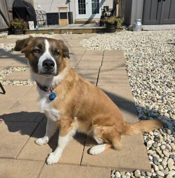 Princess -  Saint Bernard and Collie Dog for Adoption in Winnipeg, Manitoba - Princess | PetCurious