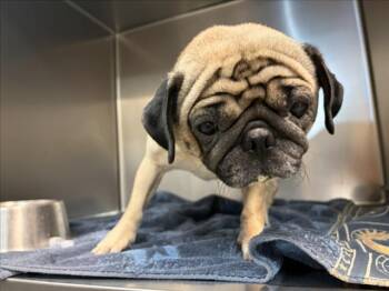 A175764 -  Mixed Breed Dog for Adoption in Santa Fe, New Mexico - A175764 | PetCurious