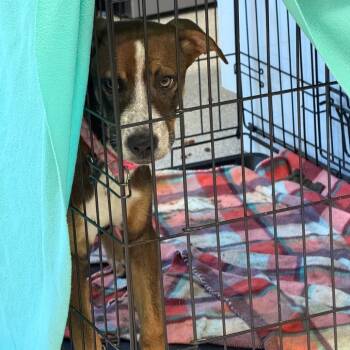 Loyal -  Cattle Dog Dog for Adoption in Horn Lake, Mississippi - Loyal | PetCurious