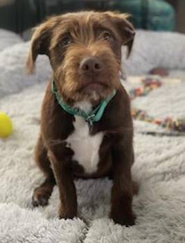 Labradoodle Dogs Available for Adoption in Charlotte, North Carolina - Pip | PetCurious