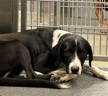 Rescue Mixed Breed Dogs for Adoption in Dallas, Texas - ROCKY | PetCurious