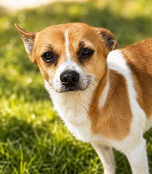 Grady -  Chihuahua Dog for Adoption - Grady | PetCurious