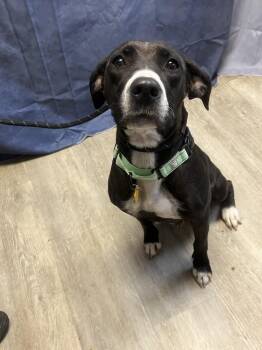 Rescue Black Labrador Retriever Dogs for Adoption in Medina, Ohio - Nyla-Not Accepting Applications Yet!!! | PetCurious