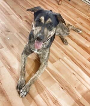 Dutch Shepherd and Black Mouth Cur Dogs Available for Adoption - Sasha The Shepherd Mix- Sweet And Friendly! | PetCurious