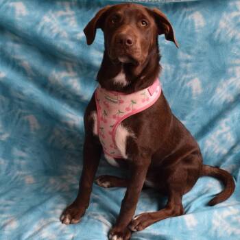 Lillian -  Labrador Retriever and Border Collie Dog for Adoption in Eureka, California - Lillian | PetCurious