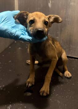 A821487 -  Chihuahua Dog for Adoption in San Antonio, Texas - A821487 | PetCurious