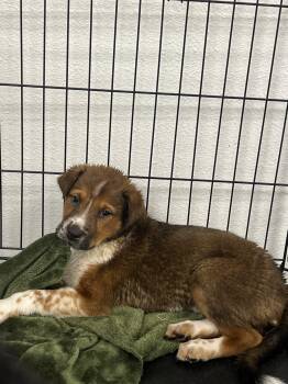 Baby Spice -  Australian Cattle Dog Blue Heeler and German Shepherd Dog Dog for Adoption in Fort Collins, Colorado - Baby Spice | PetCurious