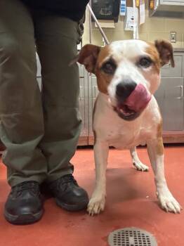 Mixed Breed Dogs Available for Adoption in Douglasville, Georgia - Moona Vinson | PetCurious