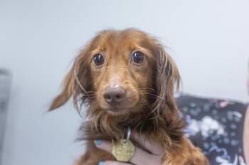 Dachshund Dogs Available for Adoption in Mountain Home, Arkansas - HotDog | PetCurious