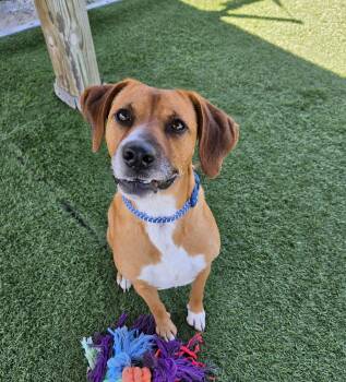 Apollo -  Hound and Labrador Retriever Dog for Adoption in Sparta, Wisconsin - Apollo | PetCurious