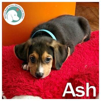 Ash -  Beagle and Shetland Sheepdog Sheltie Dog for Adoption in Wadsworth, Illinois - Ash | PetCurious