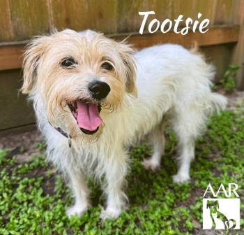 Havanese and Schnauzer Dogs Available for Adoption in Magnolia, Texas - Tootsie | PetCurious