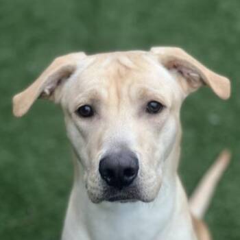 Otis -  Labrador Retriever Dog for Adoption in Sacramento, California - Otis | PetCurious