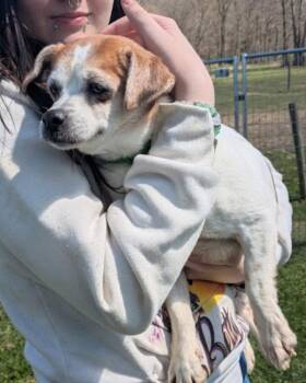 Jack Russell Terrier and Shih Tzu Dogs Available for Adoption in Westminster, Maryland - Little Ann | PetCurious