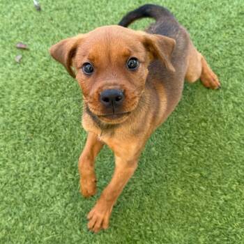 Marigold 1500 -  Pit Bull Terrier Dog for Adoption in Loxahatchee Groves, Florida - Marigold 1500 | PetCurious