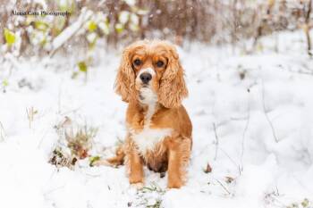 Rescue Cocker Spaniel Dogs for Adoption in Drumbo, Ontario - Maeby | PetCurious