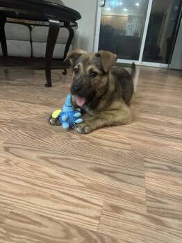 Shepherd Dogs Available for Adoption - Hank | PetCurious