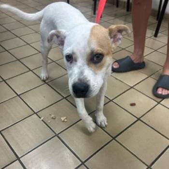 Mixed Breed Dogs Available for Adoption in West Palm Beach, Florida - DOOFENSHMIRTZ | PetCurious