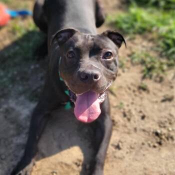Rescue Pit Bull Terrier and Cane Corso Dogs for Adoption in Philadelphia, Pennsylvania - Nyla | PetCurious