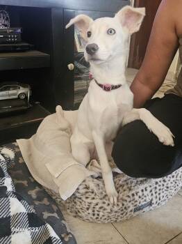 Alia -  Spitz Dog for Adoption in Albion, New York - Alia | PetCurious