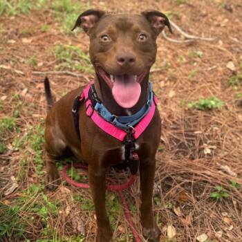 Terrier Dogs Available for Adoption in West Palm Beach, Florida - Cody | PetCurious