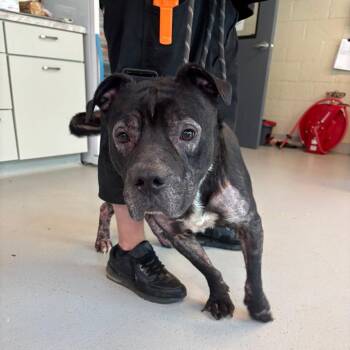 Mixed Breed Dogs Available for Adoption in Huntington, West Virginia - Mr. Zitter | PetCurious