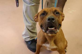Rescue Mixed Breed Dogs for Adoption in Columbia, South Carolina - ORCHARD | PetCurious