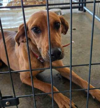 Vizsla Dogs Available for Adoption in Navarre, Florida - Ruby | PetCurious