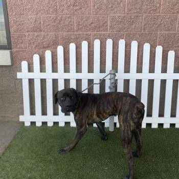 Rescue Cane Corso Dogs for Adoption in Modesto, California - A603505 | PetCurious
