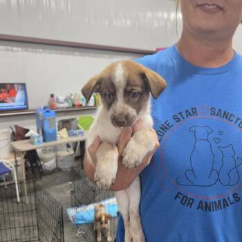 Bandit -  Husky and Cattle Dog Dog for Adoption in Midland, Texas - Bandit | PetCurious