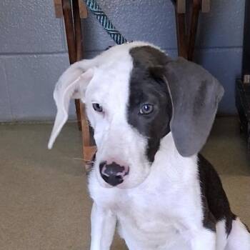 Journey -  Mixed Breed Dog for Adoption in Valley, Alabama - Journey | PetCurious