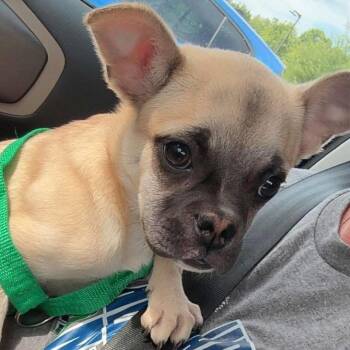 Roulette -  Mixed Breed Dog for Adoption in Fredericksburg, Virginia - Roulette | PetCurious