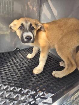 Shepherd Dogs Available for Adoption in Lawrenceville, Georgia - Pen 227 Top | PetCurious