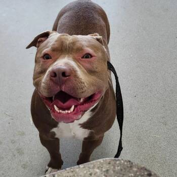 Pit Bull Terrier Dogs Available for Adoption in Ballston Spa, New York - Apolo Anton Ohno | PetCurious