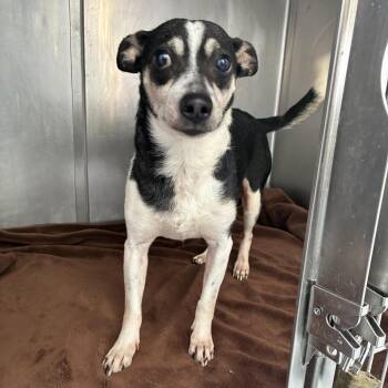 Timon -  Terrier Dog for Adoption in Newark, New Jersey - Timon | PetCurious
