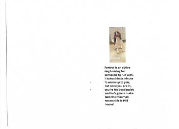 Rescue Beagle Dogs for Adoption in Hainesville, Illinois - Foxtrot | PetCurious