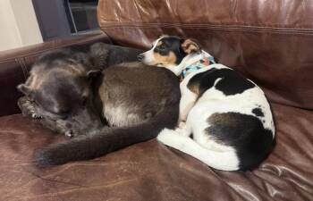 Crouton -  Jack Russell Terrier Dog for Adoption in Houston, Texas - Crouton | PetCurious