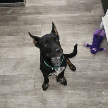 Chimi 26-057 -  Cattle Dog and Shepherd Dog for Adoption in Little Rock, Arkansas - Chimi 26-057 | PetCurious