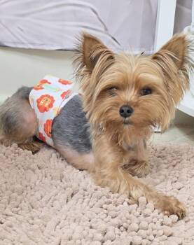 Yorkshire Terrier Dogs Available for Adoption in West Milford, New Jersey - Fabian | PetCurious