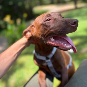 Paypal -  Mixed Breed Dog for Adoption in Wheeling, Illinois - Paypal | PetCurious