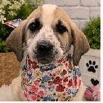 Alvin (Beagles Litter) -  Beagle and Mixed Breed Dog for Adoption in Clearwater, Florida - Alvin (Beagles Litter) | PetCurious