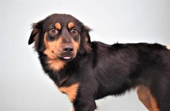 Cavalier King Charles Spaniel and Mixed Breed Dogs Available for Adoption in Fort Lauderdale, Florida - PEARL | PetCurious