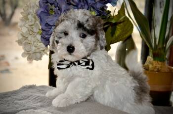 Yogi -  Sheepadoodle Dog for Sale in Phoenix, Arizona - Yogi | PetCurious